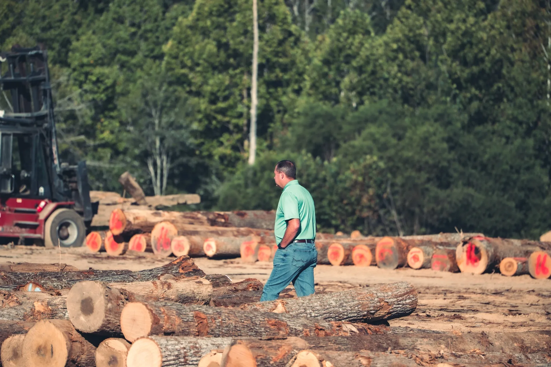 Logging operation in a hardwood forest